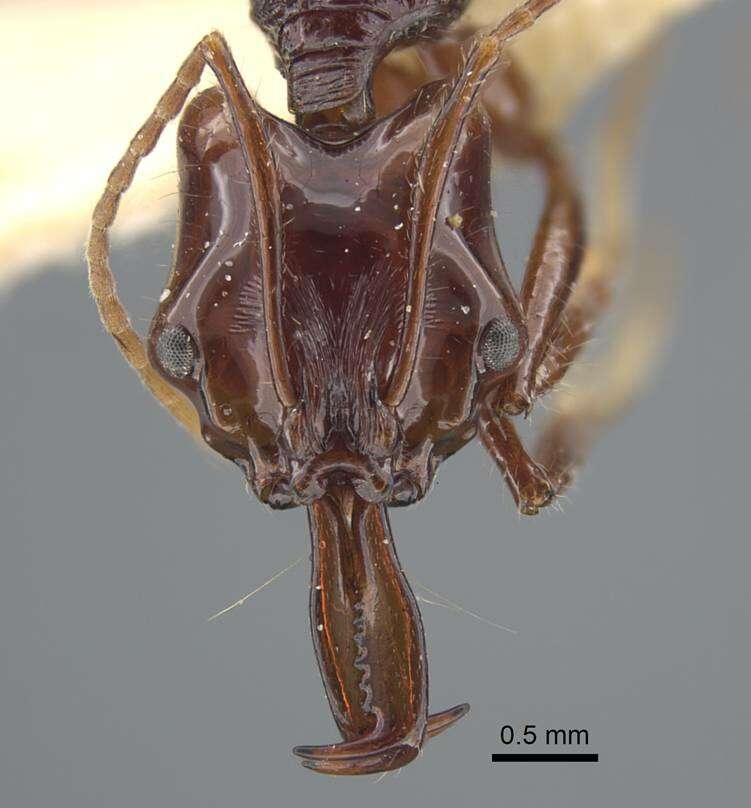 Image of Anochetus mixtus Radchenko 1993