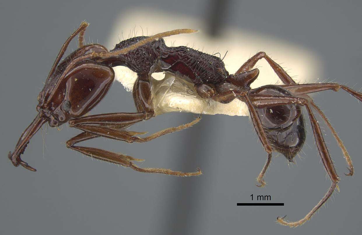 Image of Anochetus mixtus Radchenko 1993