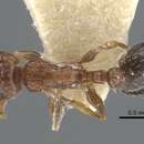 Слика од <i>Temnothorax cuneinodis</i>