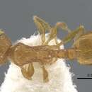 Image of <i>Temnothorax xanthos</i>