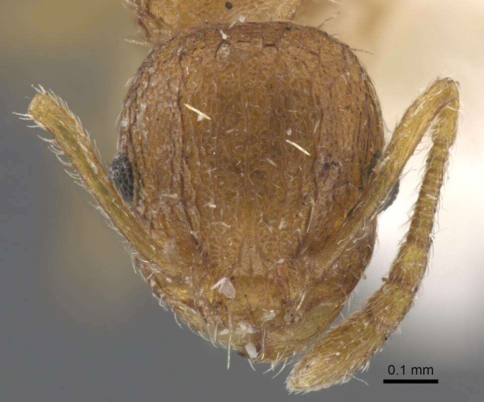 Image of <i>Temnothorax xanthos</i>