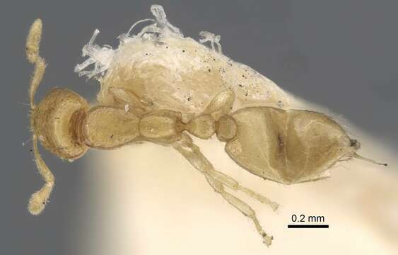 Слика од Solenopsis jalalabadica Pisarski 1970