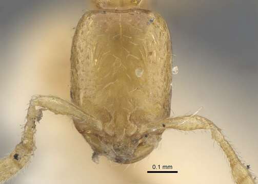 Image of Solenopsis jalalabadica Pisarski 1970