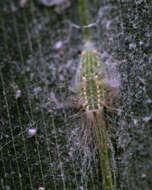 Image of Palm Flatid Planthopper