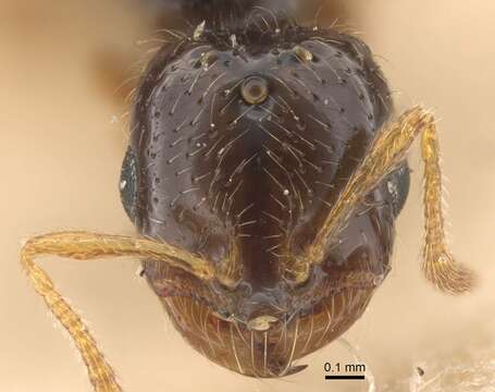 Image of Solenopsis jalalabadica Pisarski 1970