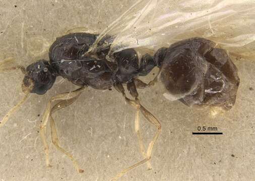 Image of Solenopsis jalalabadica Pisarski 1970