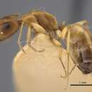 Image of <i>Camponotus shaqualavensis</i>