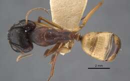 Imagem de Camponotus oasium Forel 1890