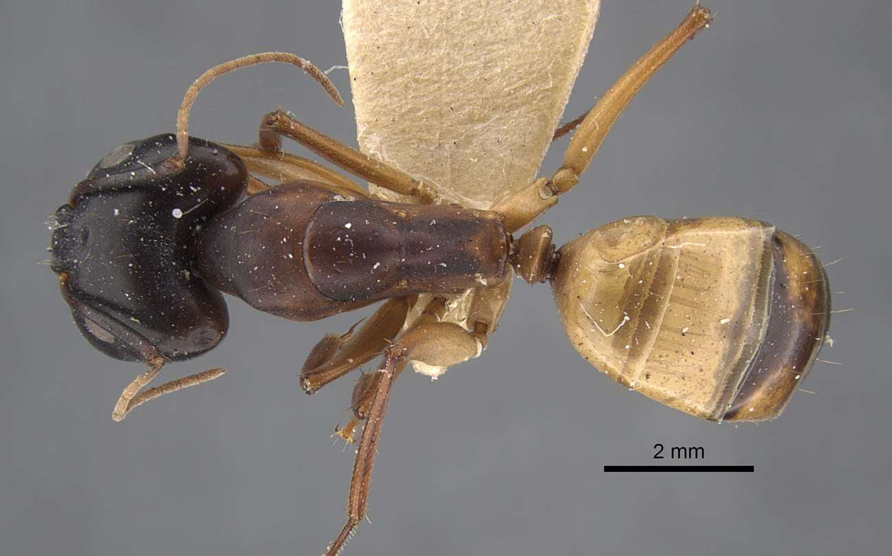 Plancia ëd Camponotus oasium Forel 1890