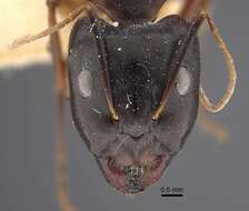 Imagem de Camponotus oasium Forel 1890