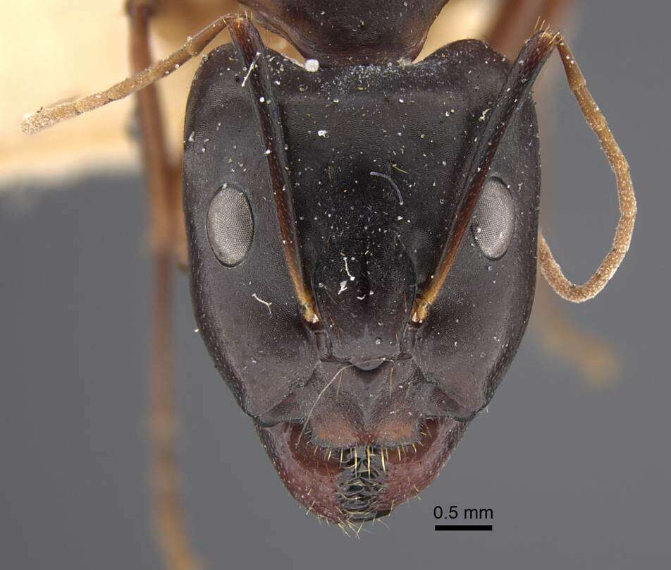 Plancia ëd Camponotus oasium Forel 1890