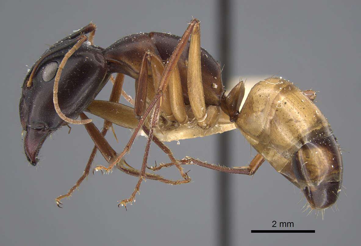 Plancia ëd Camponotus oasium Forel 1890