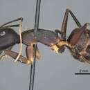 Image of Camponotus riedeli