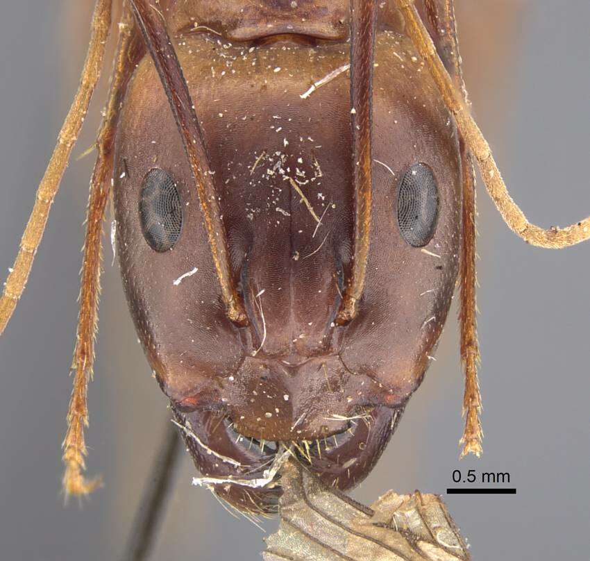 Imagem de Camponotus oasium Forel 1890