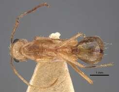 Imagem de Camponotus oasium Forel 1890