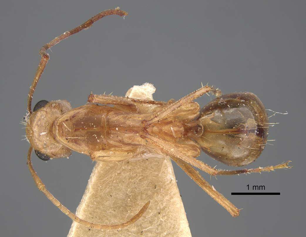 Image de Camponotus oasium Forel 1890