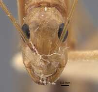 Imagem de Camponotus oasium Forel 1890