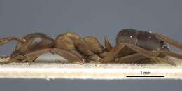 Image of Narrow headed ant