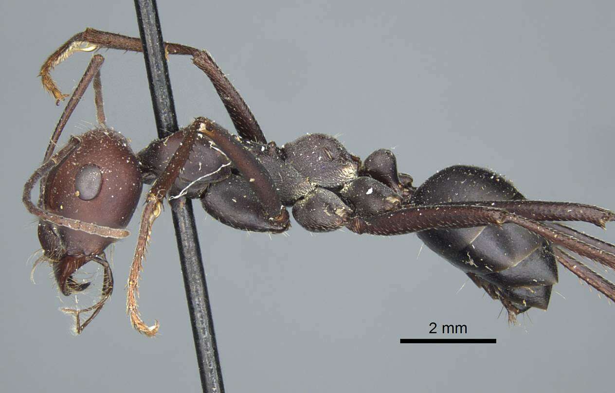 Image of Cataglyphis indica