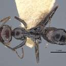 Image of Cataglyphis alibabae Pisarski 1965