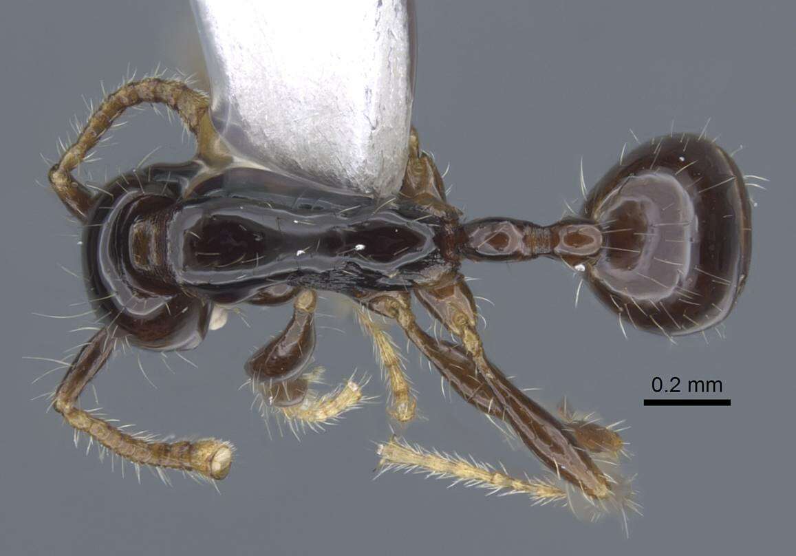 Image of <i>Aenictus leptotyphlatta</i>