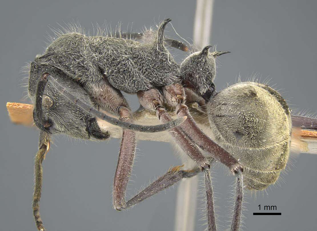 صورة Polyrhachis sexspinosa (Latreille 1802)