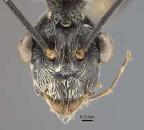 صورة Polyrhachis sexspinosa (Latreille 1802)