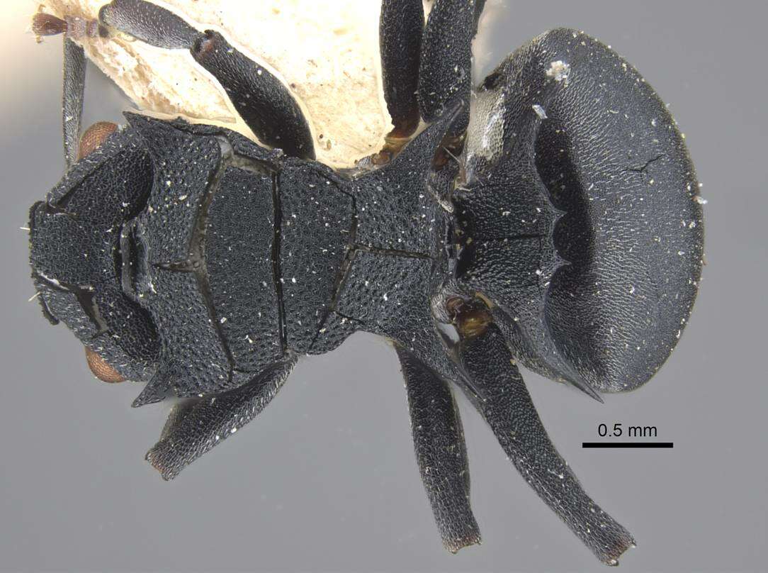 Image of Polyrhachis cryptoceroides Emery 1887