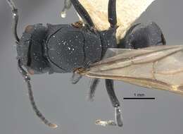 Image of Polyrhachis cryptoceroides Emery 1887