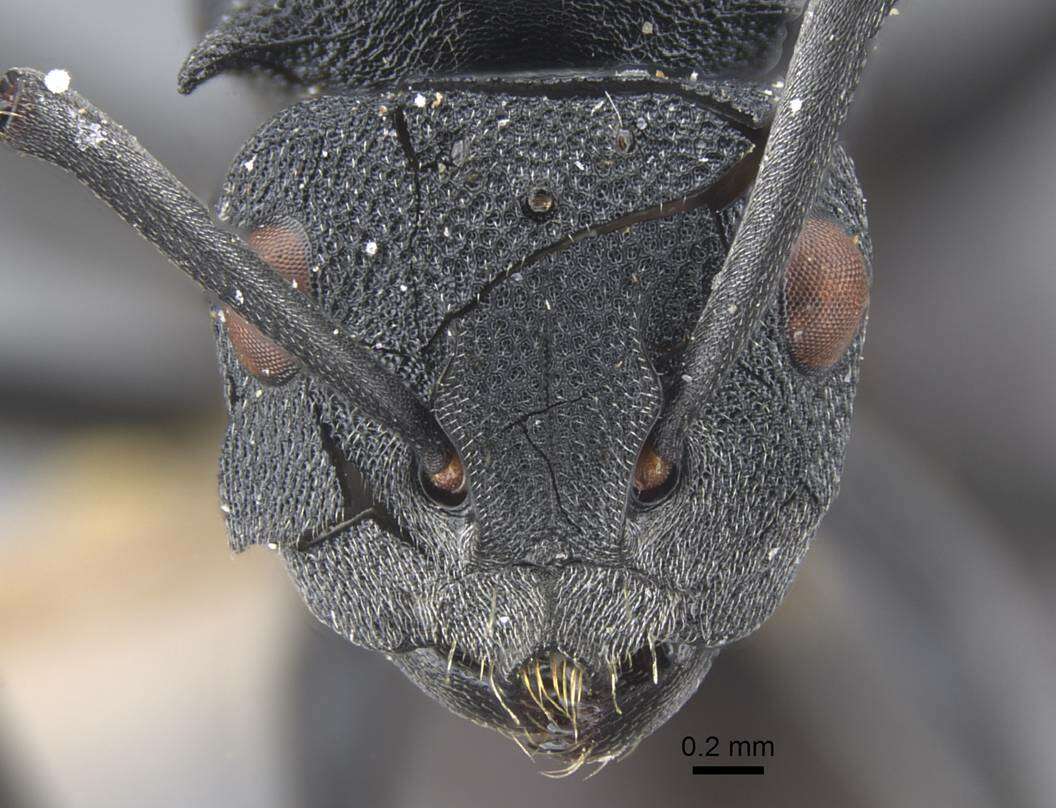 Image of Polyrhachis cryptoceroides Emery 1887