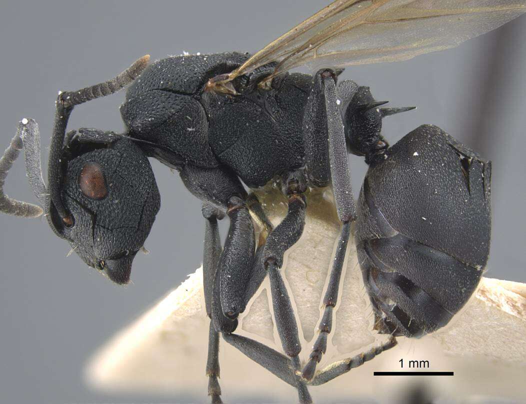 Image of Polyrhachis cryptoceroides Emery 1887