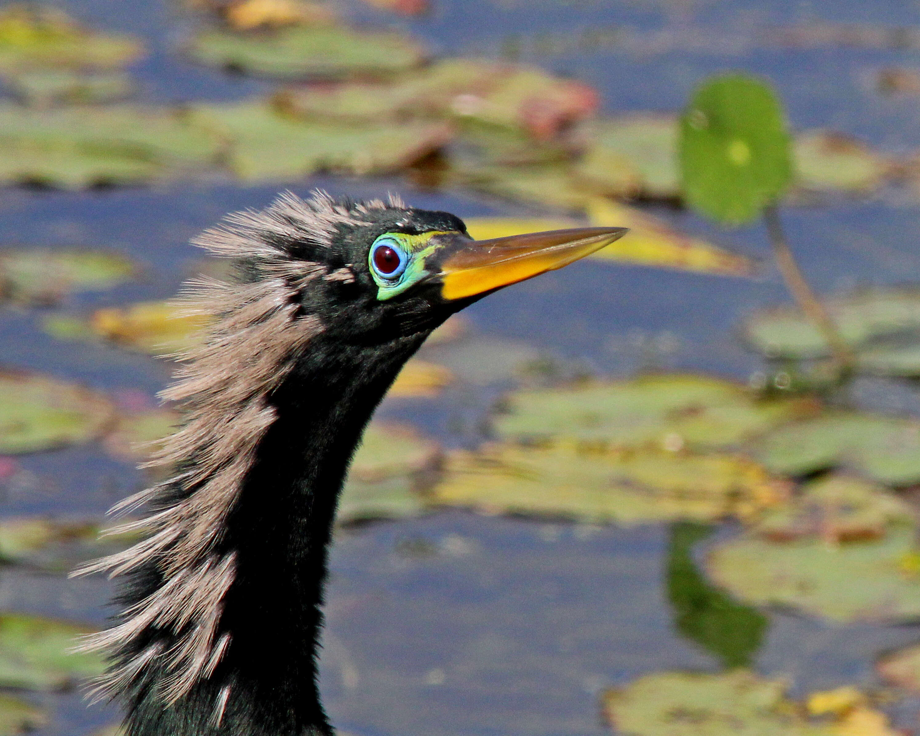 Image de Anhinga d'Amérique