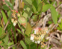 Image of piedmont staggerbush