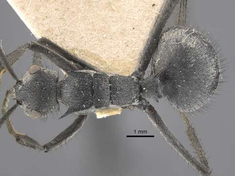 Image of Polyrhachis schistacea (Gerstaecker 1859)