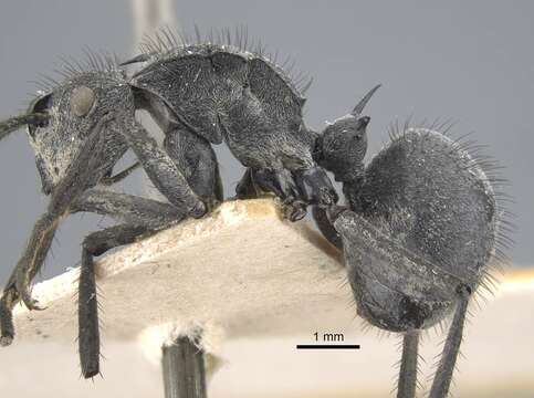 Image of Polyrhachis schistacea (Gerstaecker 1859)