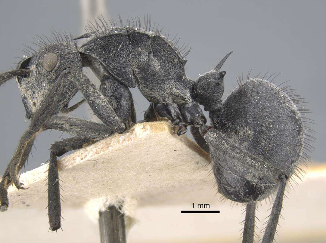 Image of Polyrhachis schistacea (Gerstaecker 1859)