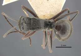 Image of Formicinae