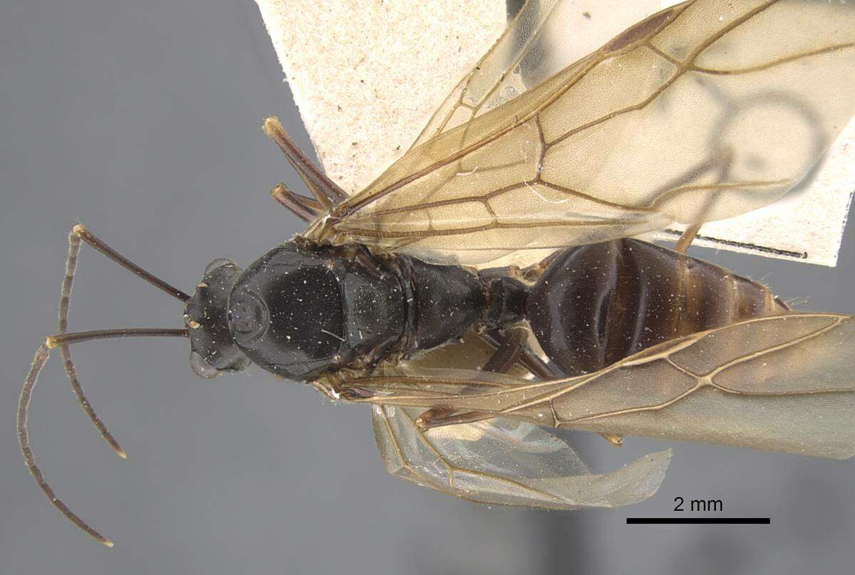 Image of Formicinae