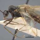 Imagem de Polyrhachis simpla