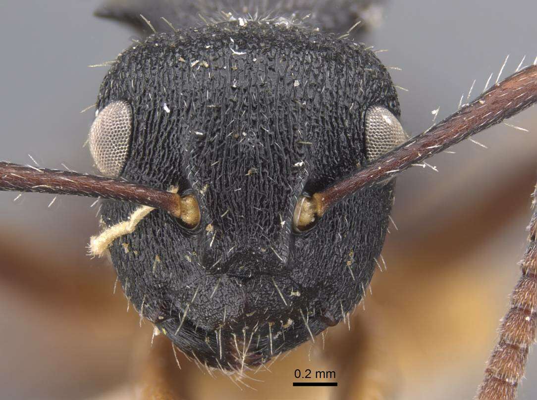 صورة Polyrhachis decemdentata Andre 1889