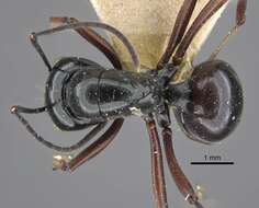 Image of Polyrhachis goramensis