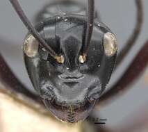 Image of Polyrhachis goramensis