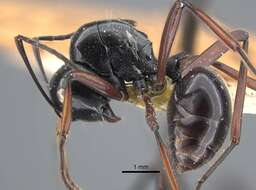 Image of Polyrhachis goramensis