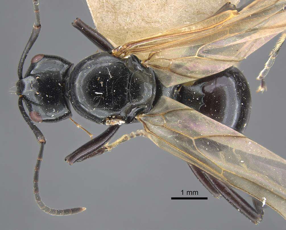 Image of Polyrhachis goramensis