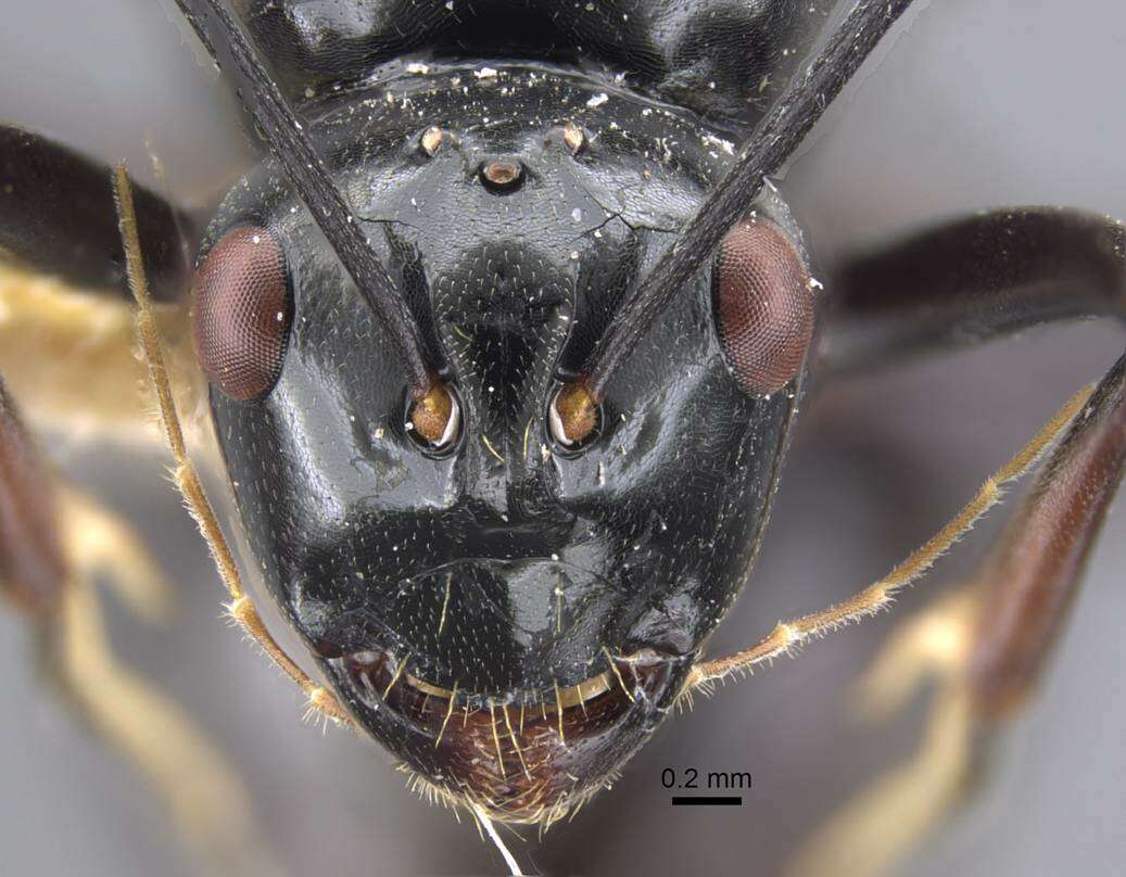 Image of Polyrhachis goramensis