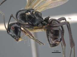 Image of Polyrhachis goramensis