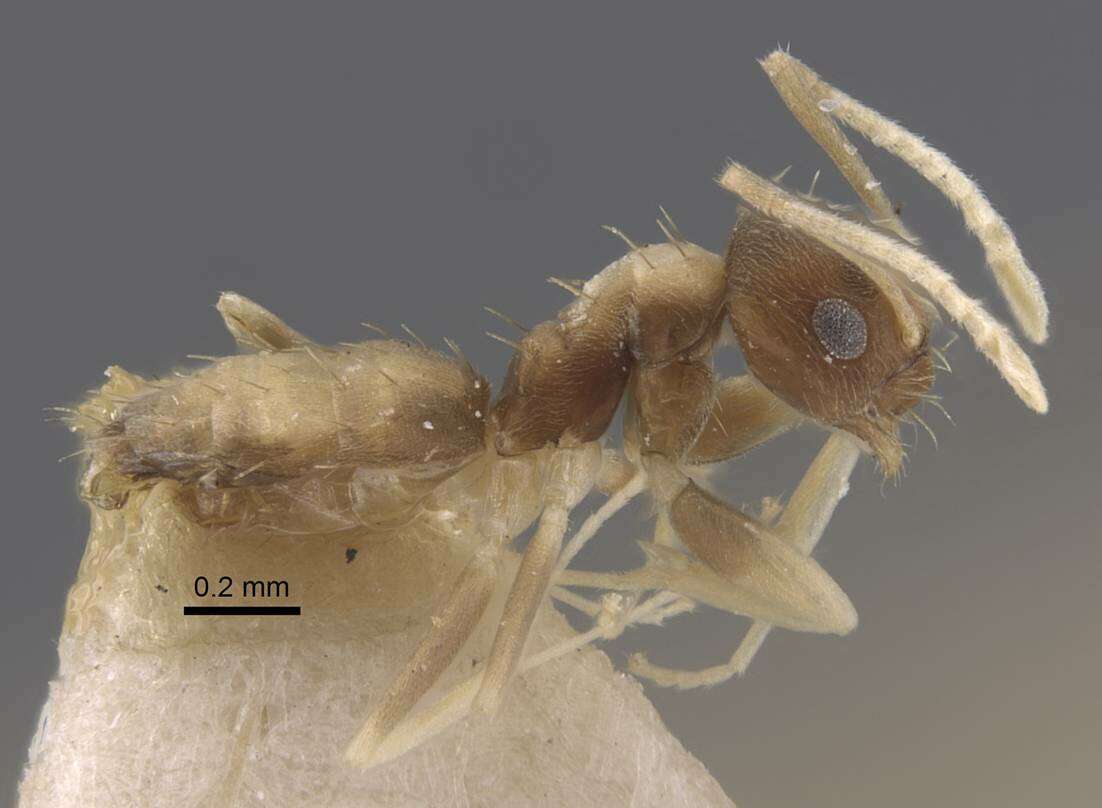 Image of Paraparatrechina dichroa