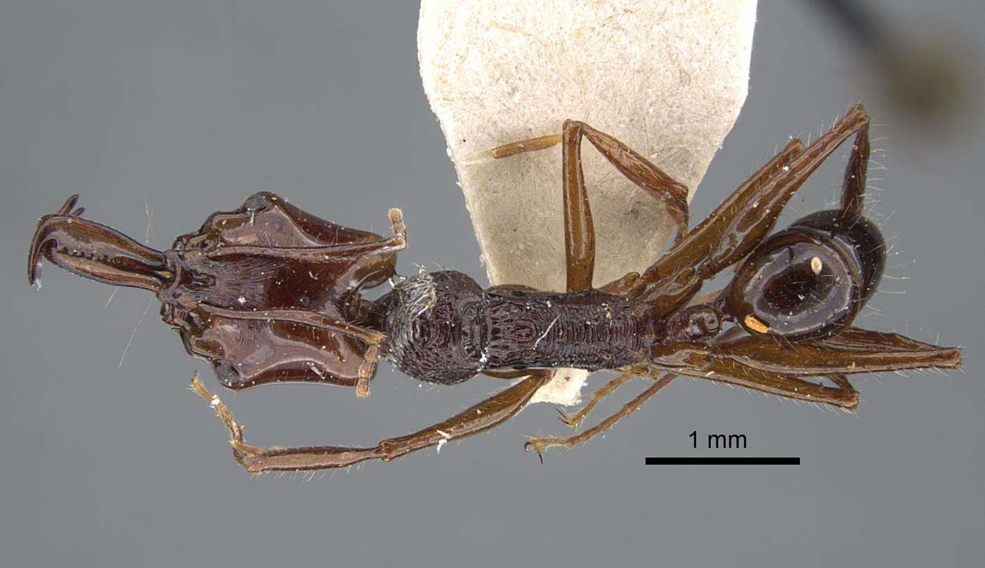 Image of Anochetus mixtus Radchenko 1993