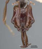 Image of Anochetus mixtus Radchenko 1993