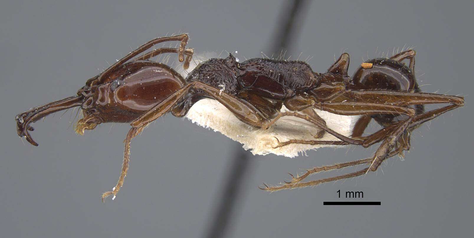 Image of Anochetus mixtus Radchenko 1993